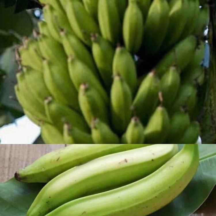 Unripe babana and unripe plantain