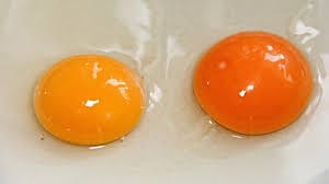 An orange and yellow egg yolk